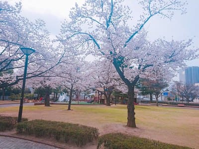 観光マップに載ってない 福島駅から徒歩15分圏内のお花見スポット3選 歩いてローカル